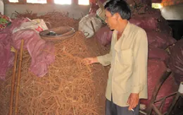 Thực hư chuyện thu mua rễ tiêu ở Gia Lai