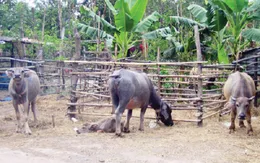 Phú Yên: Gần 20 con trâu bỗng dưng "biến mất"
