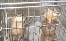 180 động vật hoang dã bị rao bán trên mạng