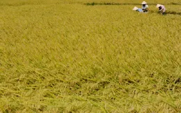 Khuyến khích nông dân trữ lúa giống theo kỹ thuật mới