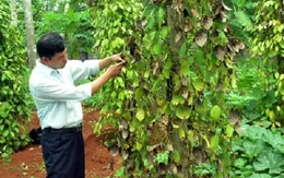 Quảng Trị: Hồ tiêu chết hàng loạt