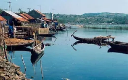 Đầm Ô Loan: Giảm sút đến 80% lượng thủy sản do ô nhiễm