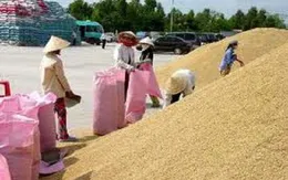 Các DN đã mua tạm trữ đủ 1 triệu tấn gạo