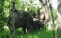 Cứu hộ thành công voi rừng sập bẫy