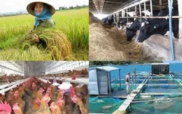 Hỗ trợ 90% phí bảo hiểm cho hộ nông dân, cá nhân cận nghèo