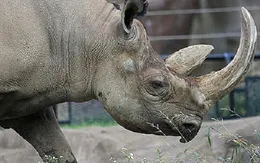 Việt Nam - điểm "nóng" của nạn buôn lậu sừng tê giác