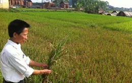 Làng mất mùa... vì “sát thủ khói trắng”