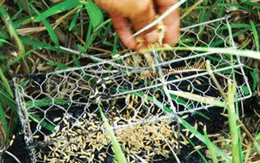 Báo động tình trạng bẫy điện chết người tại ĐBSCL