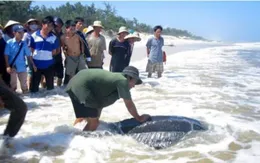 Quảng Bình thả rùa quý hiếm về biển