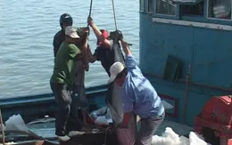 Khai thác cá ngừ: Nghịch lý giữa thu nhập và sản lượng