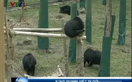 Dự án Trung tâm cứu hộ gấu Việt Nam: Quá nhiều vướng mắc  