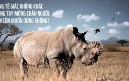Khởi động chiến dịch “Nói không với sừng tê giác” 