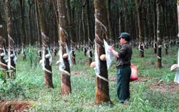 "Cáo buộc của Tổ chức Global Witness là luận điệu vu cáo"