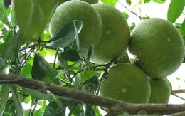 Bưởi Phúc Trạch đang hồi sinh sau nhiều năm thất bát