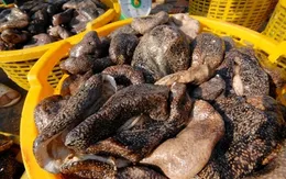 Ngư dân cần thận trọng khi khai thác con banh lông