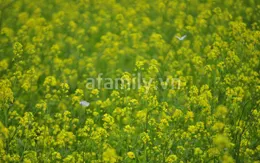 Đi chơi sớm ở 3 vườn hoa tuyệt đẹp tại Hà Nội