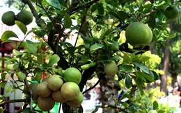 'Hàng độc' ở hội hoa Xuân lớn nhất TP HCM