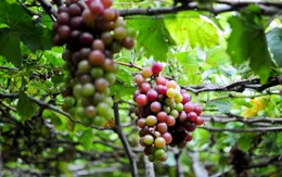 Tháng 7 đi lễ hội nho Ninh Thuận