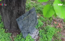 VTV đặc biệt: Cây Linden mùa xanh lá