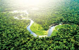 Microsoft đạt thỏa thuận kỷ lục mua 2,85 triệu tín chỉ carbon