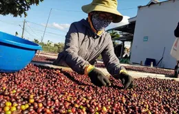 Thị trường hàng hóa hôm nay 9/12: Giá cà phê biến động mạnh, Arabica lập đỉnh 47 năm