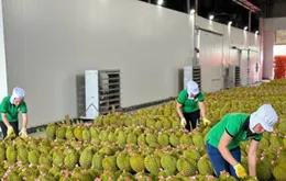 Gỡ nút thắt kiểm nghiệm, thúc đẩy xuất khẩu sầu riêng