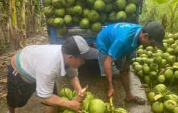 Dừa sốt giá, doanh nghiệp tại Tiền Giang, Bến Tre thiếu hàng