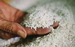 Giá gạo Thái Lan chạm mức cao nhất 3 tuần
