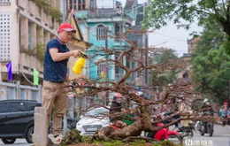 “Lá ngọc cành vàng” xuống phố: Đắt đỏ nhưng ai cũng muốn sở hữu dịp Tết