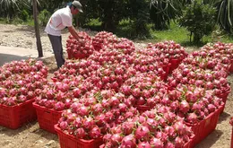 Thanh long duy trì giá cao sau Tết nhờ nhu cầu tăng