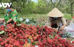 Chôm chôm trái mùa giá cao, nhà vườn Bến Tre phấn khởi