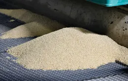 Nhật Bản khủng hoảng giá gạo, giải phóng kho dự trữ để "xoa dịu" giá