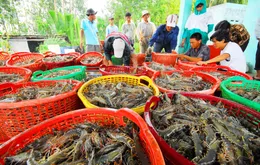Tín hiệu tích cực từ thị trường xuất khẩu nông lâm thủy sản