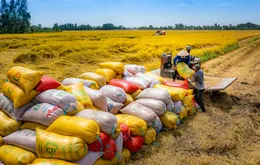 Gạo Việt đắt hàng