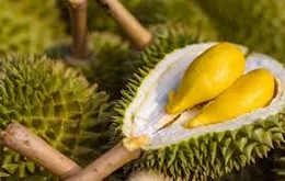 Campuchia gia nhập đường đua xuất khẩu sầu riêng sang Trung Quốc
