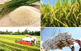 Giá lúa, gạo đi ngang: Tín hiệu gì cho thị trường nông sản?