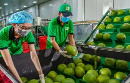 Xuất khẩu rau quả giảm lần đầu sau hai năm