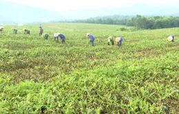 Mất mùa, mất giá ở thủ phủ trồng dưa hấu tại Quảng Bình
