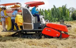 Thị trường cho gạo phát thải thấp