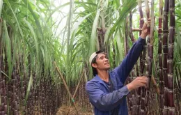 Doanh nghiệp mía đường điêu đứng vì đường lậu