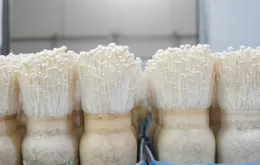 Người tiêu dùng ưu tiên chọn mô hình từ nông trại đến bàn ăn