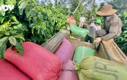 Đắk Lắk nắm bắt cơ hội phục hồi và phát triển ca cao