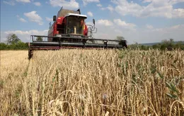 EU sẽ giảm hạn ngạch miễn thuế đối với các sản phẩm nông nghiệp của Ukraine