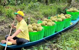 Giá sầu riêng tại Hậu Giang giảm mạnh so với đầu vụ