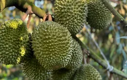 Cắt 100 mã vùng trồng, siết chặt chất cấm trên sầu riêng