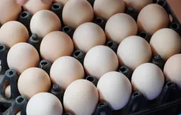 Người chăn nuôi lỗ nặng vì "tin đồn" trứng giả