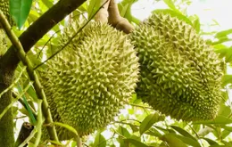 Thêm cơ hội cho sầu riêng Việt tại Trung Quốc