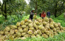 Sẽ quy định cụ thể về quản lý mã số vùng trồng, đóng gói xuất khẩu