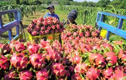 EU gia tăng kiểm soát chất lượng nông sản