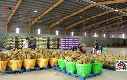 Sầu riêng đông lạnh - chìa khóa mở rộng thị trường xuất khẩu